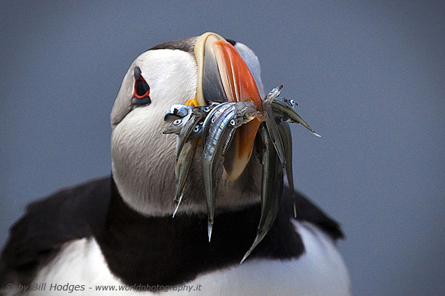 Puffin With Sand eels